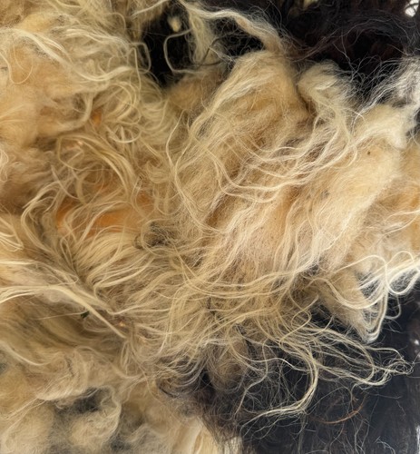 Icelandic Raw Wool Fleece Black & White 2lbs 2 oz - Picture 7 of 8
