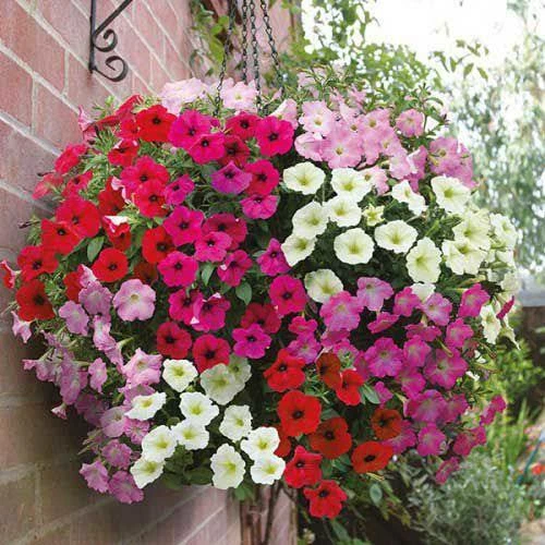 PETUNIA DWARF NANA COMPACTA MIX 400+seeds MULTIFLORA SERIES OP Hanging Basket* - Picture 3 of 4