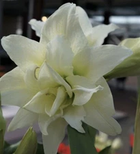 DOUBLE WHITE  AMARYLLIS Spectacular White Flowers, LARGE Bulb, Check our Store