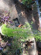 Bowiea volubilis  SEA ONION BULB w/climbing vine 1 bulb Healthy Succulent RARE