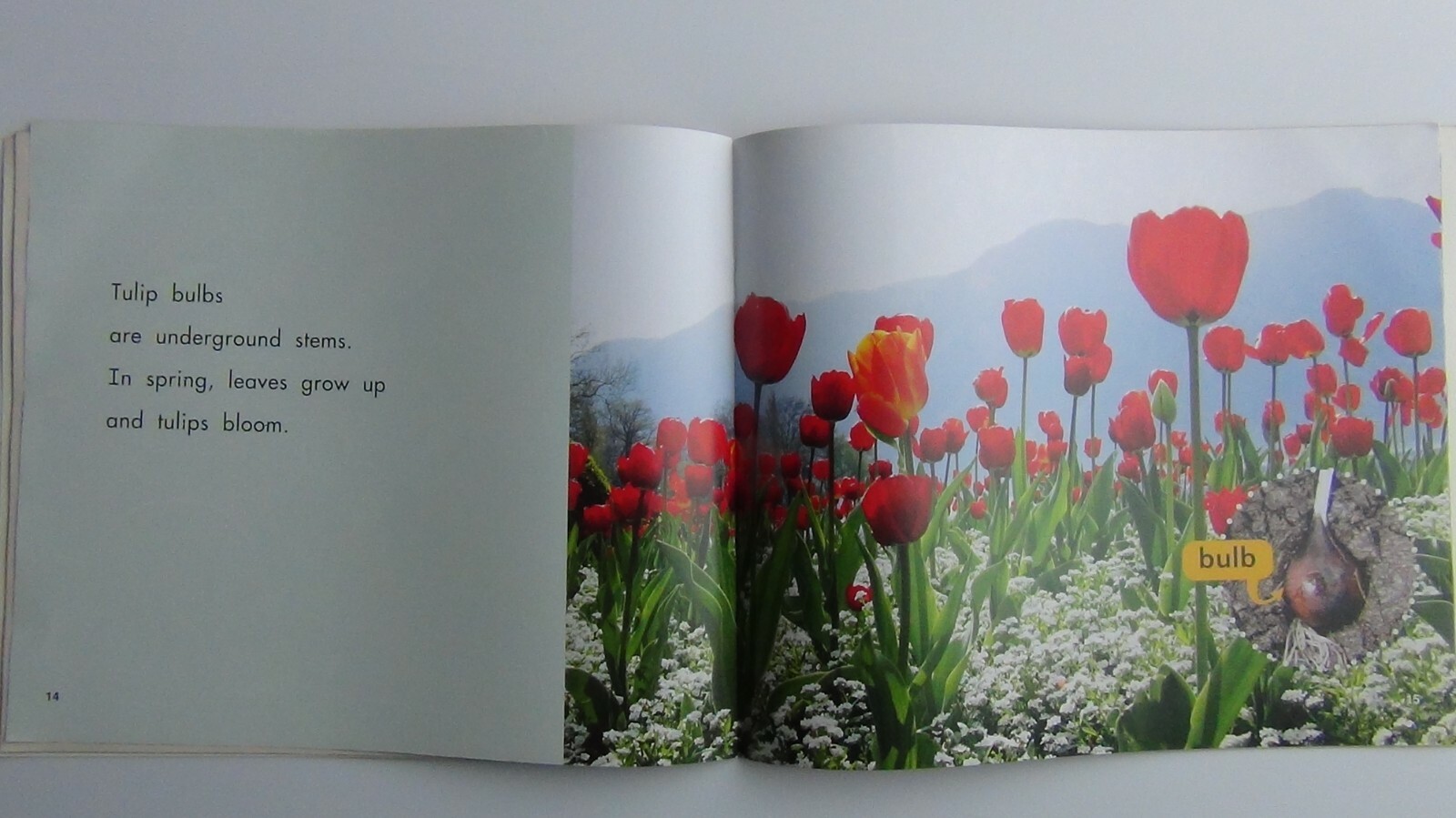 Pebbles Plus Books STEMS by Vijaya Khisty Bodach 2007 Paperback FREE