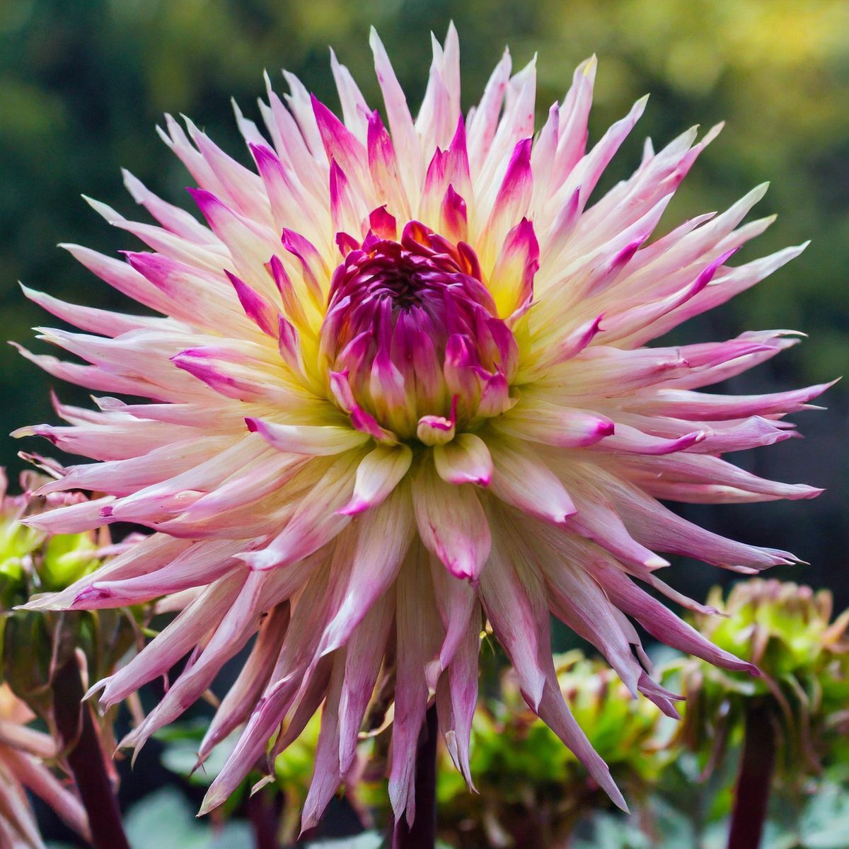 2 Pinelands Princess Cactus Dahlia Tubers eBay