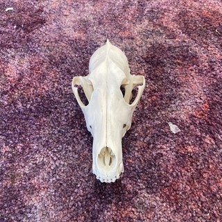 1 perfect Real Coyote Skull Taxidermy Bone art novelty Skeleton School craft