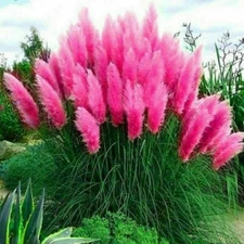 Pampas Grass- Hot Pink- 100 Seeds - Fresh