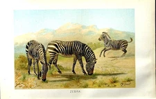 Original Old Antique Print Natural History 1894 Zebra Wild Animal Colour 19th
