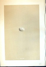 Old Morris C1875 Natural History British Bird Eggs American White-Win Victorian