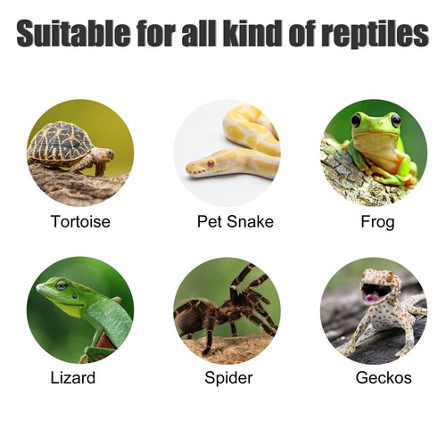 Tortues Pèlerin Plateforme, Reptile Escalade Schiste 10.8"x5.4"x3.6" - Imagen 6 de 7