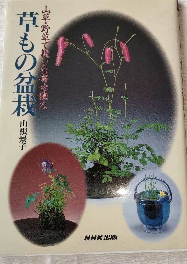 Group Planting Mountain Plants Wildflowers Herbaceous Bonsai Arrangement Guide B