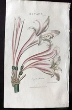 Good 1813 Hand Col Botanical Print. Amaryllis Revoluta Lily 05*