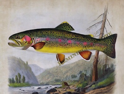 Kern River trout (Salmo irideus gilberti Jordan) Vintage picture art #2 Reprint