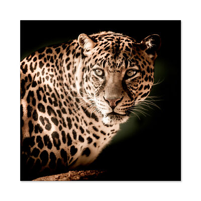 Leopard Raubkatze Punkte Foto großer Wandkunstdruck quadratisch 24 x 24 Zoll
