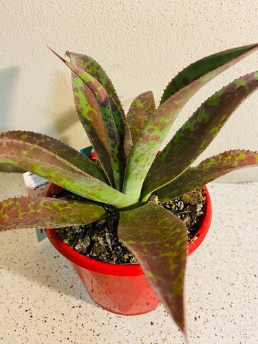 Mangave Mission to Mars - Striking Red Spotted Succulent - Live Plant - Picture 2 of 6