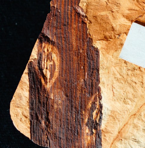 Very rare Carboniferous plant with fossil insects ovipostional egg-laying scar