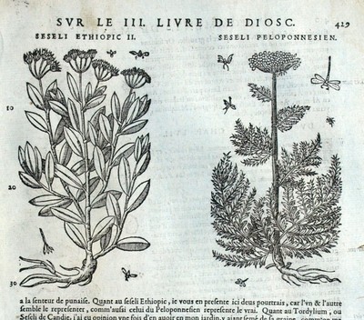 Seseli Ethiopic Anise Carul Botanical Matthioli Mattioli Matthiole ...