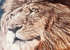 Full Size 3D Lion's Head Duvet Cover Set Lot Of 10 Pieces Wild Animal Lion