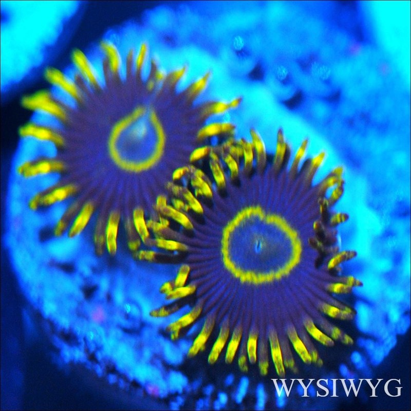 Corals of Eden ~ WYSIWYG Live Coral Frag ~ Yellow Hornet Zoa - Soft Coral