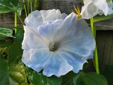 Blue Silk  Akatsuki Tsuyu  Japanese Morning Glory Vine Flower Seeds MUST HAVE