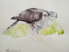 Sparrowhawk, Birds, Watercolor artwork, Handmade, Original painting on paper