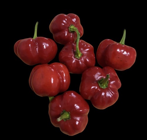 NEW Red Bandit 2024 Chilli seeds - Picture 4 of 4