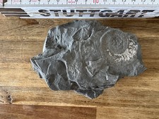 Große Ammonit Fossilplatte - Schiefer, mehrere Fossilien Naturstein-Sammlerstück