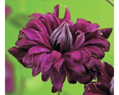 Clematis viticella Purpurea Plena Waldrebe mit purpurroten Blüten - Bild 1 von 4