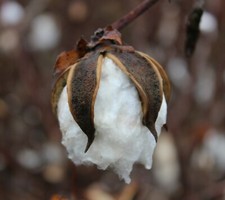 SAMEN BAUMWOLL-PFLANZE exotische Pflanzen Veranda Diele dekorative Samen