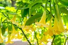 15 Graines de Trompettes de anges Jaunes (Brugmansia suaveolens)