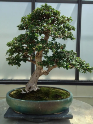 LIVE PLANT 13" Carmona microphylla - Ehretia microphylla - Fukien Tea for  bonsai | eBay