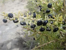 RARE✿ Back in Stock! Heirloom Black Goji Berry 15 Seeds