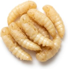 Mealworm Pupae - 50 Count
