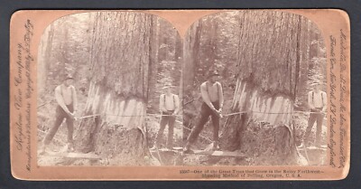 USA Oregon Lumbering 1890s Lumberjacks Felling Tree Stereoview Photo