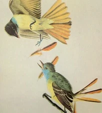 John James Audubon GREAT CRESTED FLYCATCHER Vintage Book Plate Art Print 335