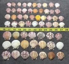 Calico Scallop Seashells - Lot Of 60 Shells are from Sanibel island Florida