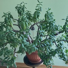 Jade Plant Crassula Indoor Potted Houseplant Green Broadleaf, 20+ in