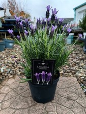 French Lavender Plant in 2L Pot | Hardy Lavender Plant