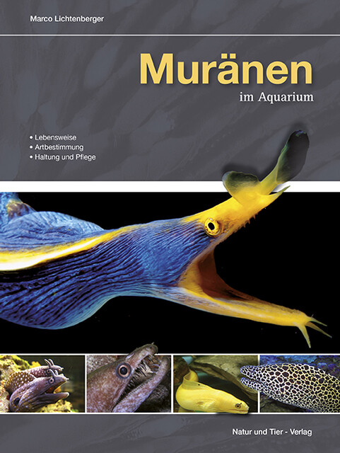 Thumbnail - Muränen Aquarium Marco Lichtenberger