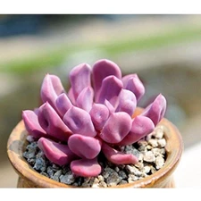 Echeveria "CUPID" rare succulent hen and chicks exotic plant seed 50 SEEDS