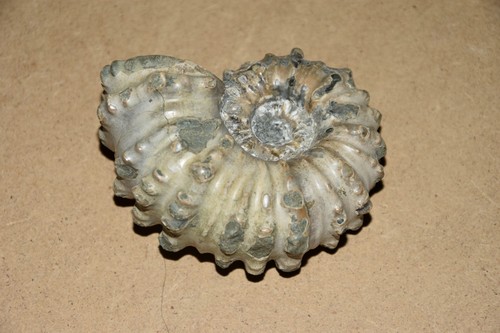 ammonite Douvilleiceras mammilatum  albien de Mahajanga Madagascar - Bild 1 von 6
