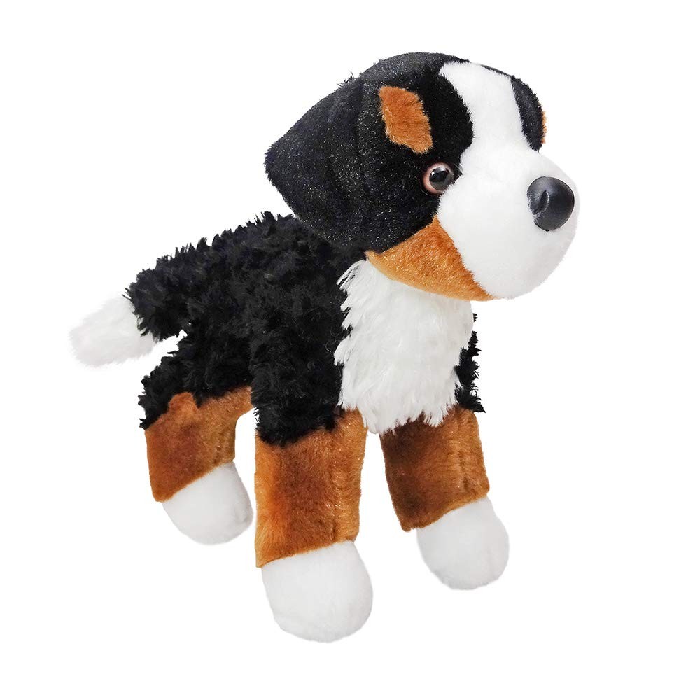 Douglas Miranda Bernese Mountain Dog 8