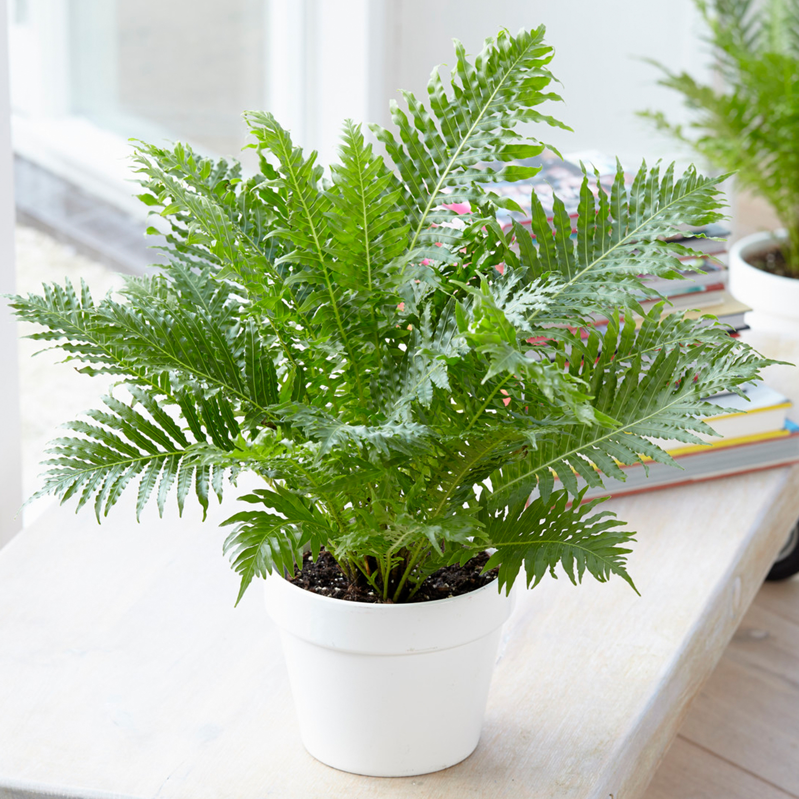 1 x Blechnum Silver Lady | Premium Indoor Plant Gifts | 25-35cm Fern with Pot