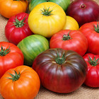 100 Heirloom Rainbow Large Beefsteak Tomato Seed Mix 6 Colors All Indterminate