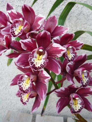Cymbidium Winter Fire 'Splash' Orchid Large Plant - Zdjęcie 1 z 3