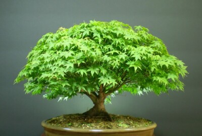 bonsai zubehör set Bonsai 10pc Advanced Care Set
