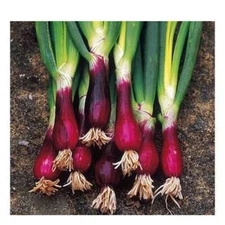 100 Red Welsh Bunching Onion Seeds Non-GMO Free Shipping