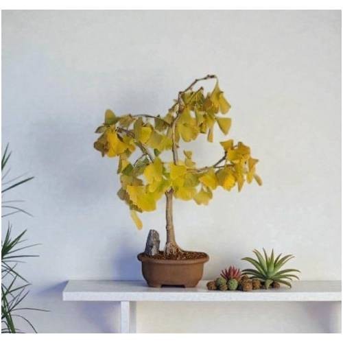 Ginkgo Bonsai Tree 16" H Outdoor Deciduous Ginkgo Biloba Great Live Home  Decor | eBay