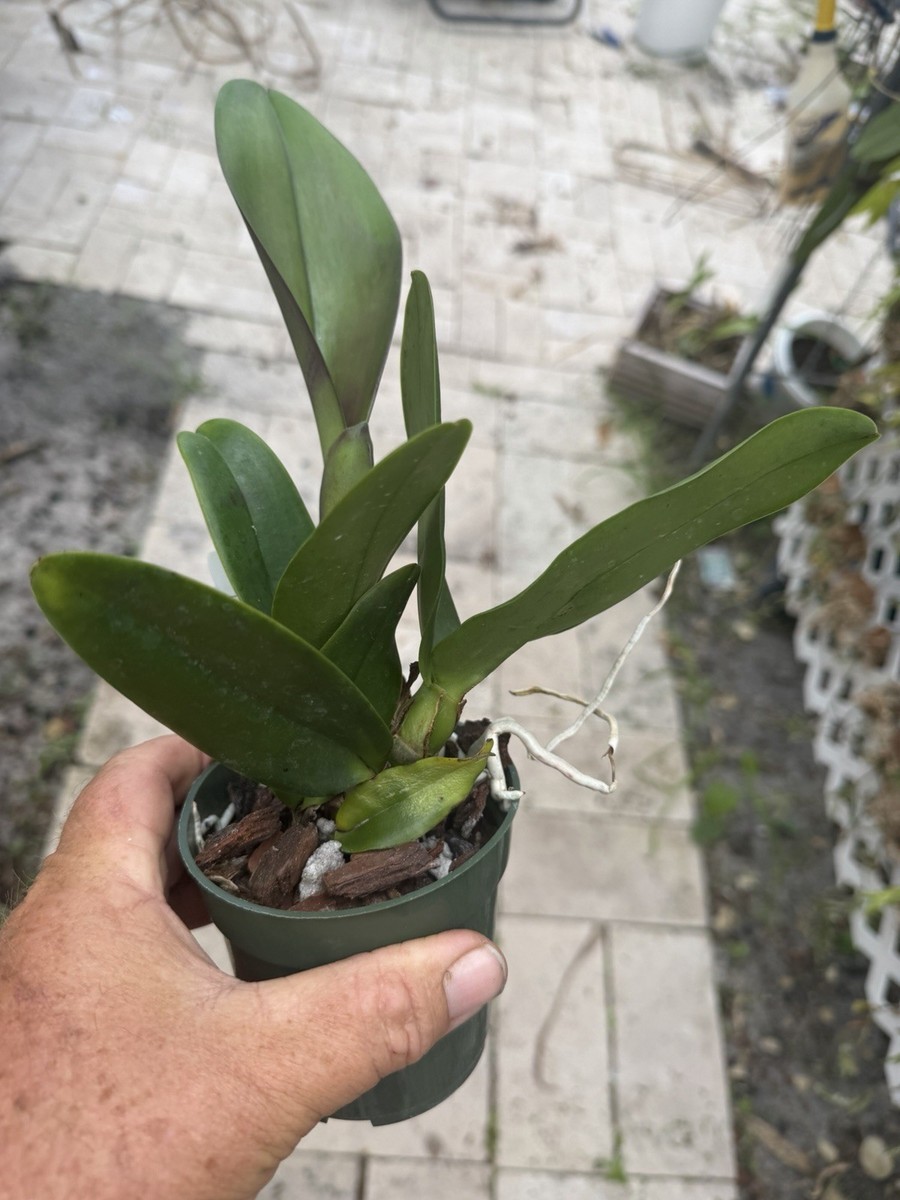Blc. Jeremy Island Blooming Size 4” Cattleya Orchid Plant | eBay