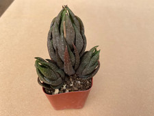 Haworthia Rubrobrunnea Echeveria Live Succulents Plant 2” Fully Rooted