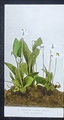 Viola Primulifolia, Primrose-Leaved Violet, Magic Lantern Glass Slide