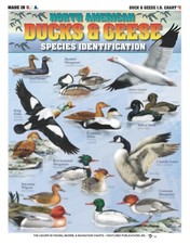 Duck  Geese Identification 2 - Waterproof Quick Reference Guide