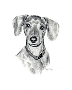 Miniatura Perro Salchicha Lapiz Dibujo 13 X 17 Grande Estampa Por Dj Rogers Ebay